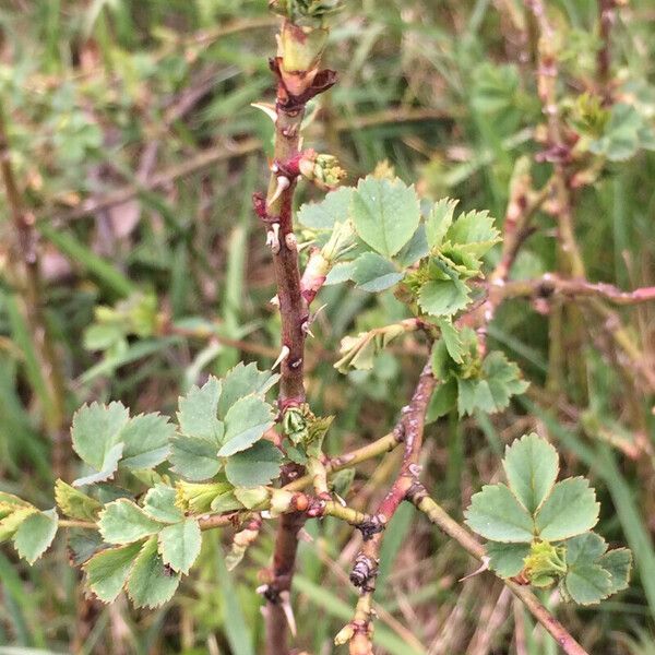 Rosa pulverulenta Deilen