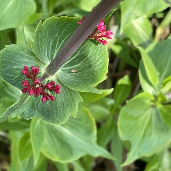 Valeriana rubra Levél