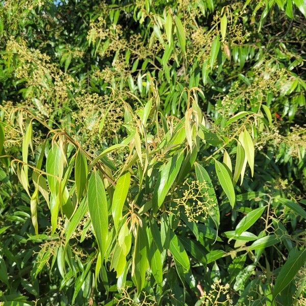 Nectandra cuspidata Hostoa