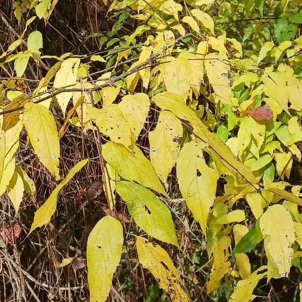 Celtis laevigata برگ