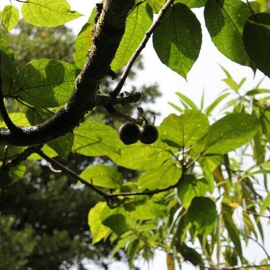 Ficus mauritiana Frutto