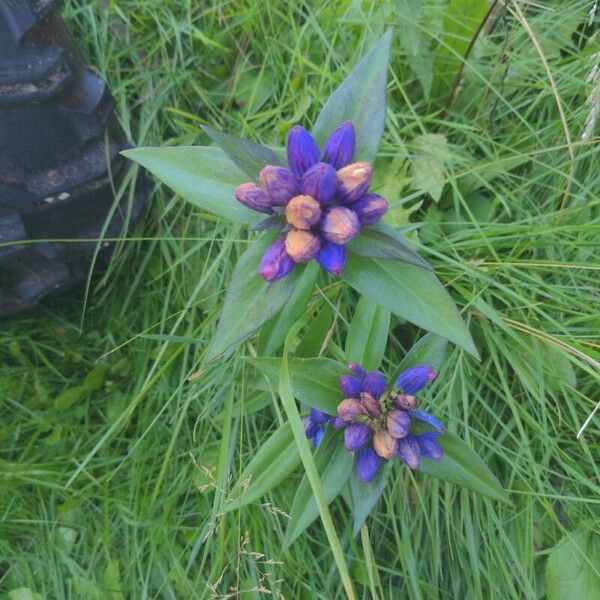 Gentiana andrewsii Flors