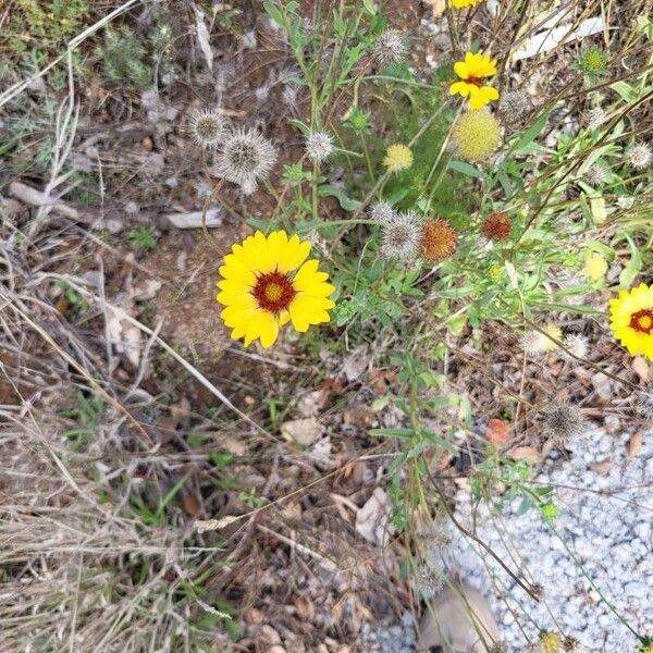 Gaillardia pinnatifida ᱵᱟᱦᱟ