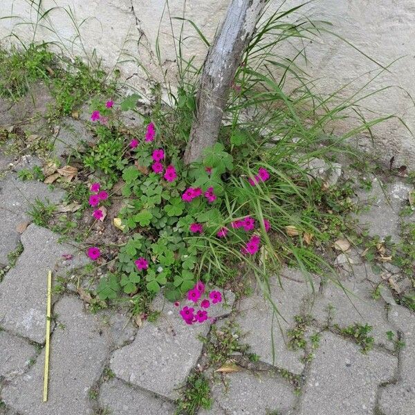 Oxalis debilis Flower