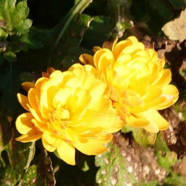 Rosa banksiae Flower