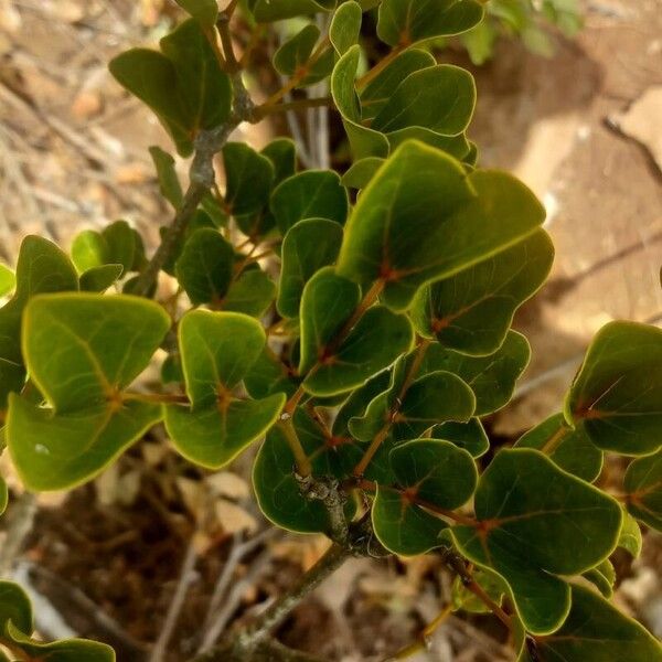 Guaiacum officinale Blad