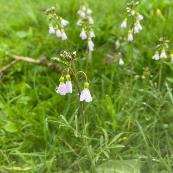 Cardamine pratensis 花