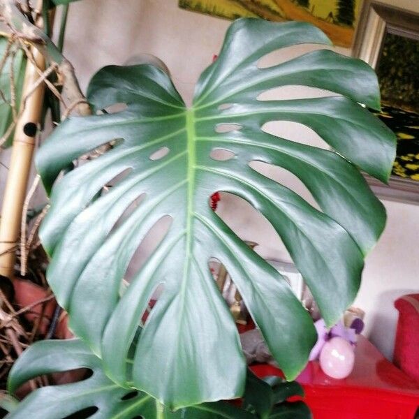 Monstera deliciosa List