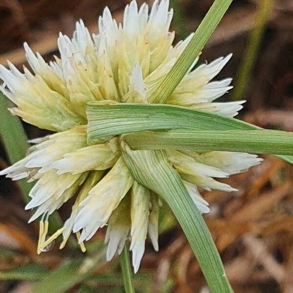 Cyperus niveus 花