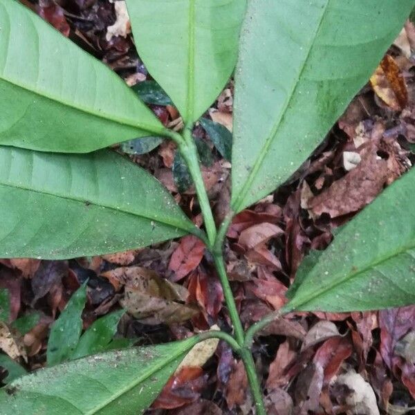 Garcinia kola Blad