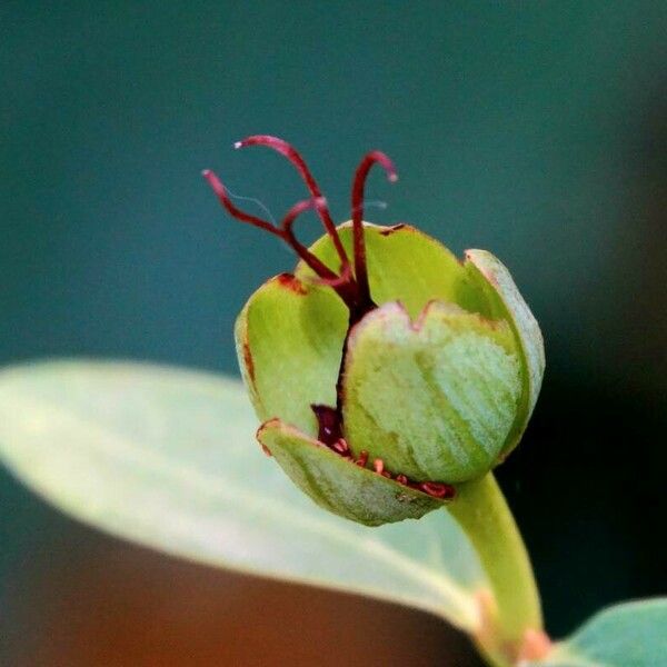 Capparis spinosa Flower