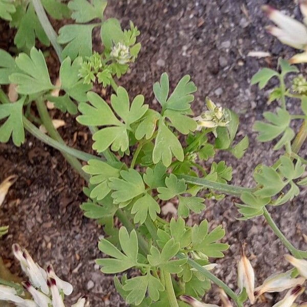 Fumaria capreolata Leaf