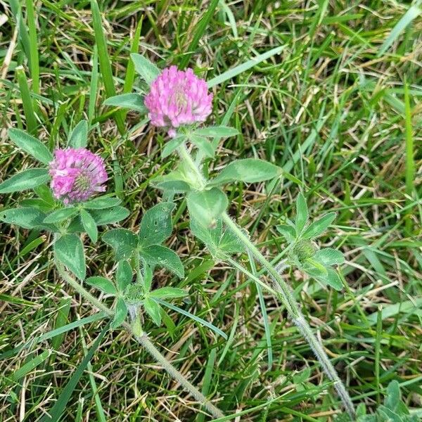 Trifolium pratense Blüte