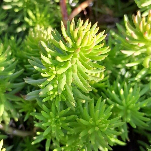 Petrosedum rupestre برگ