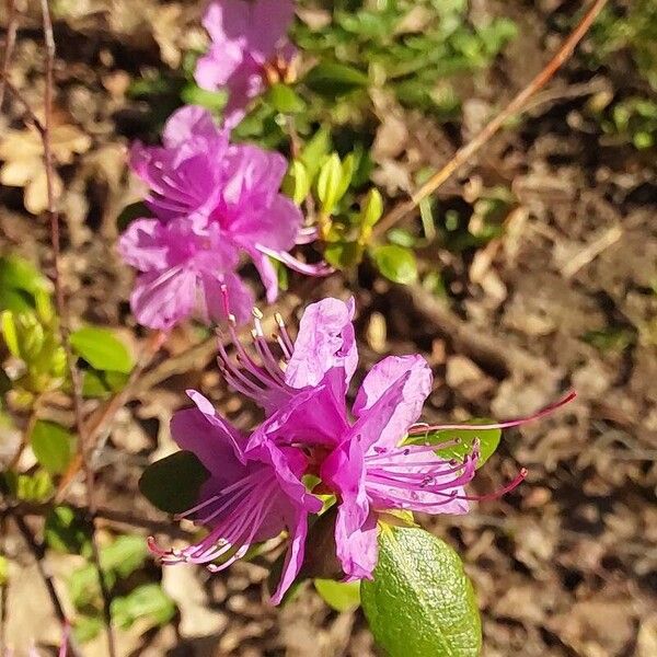 Rhododendron dauricum Цвят