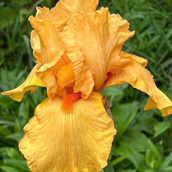 Iris barbatula Flower