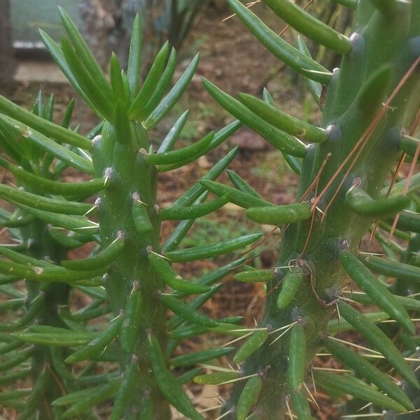 Austrocylindropuntia subulata Φύλλο