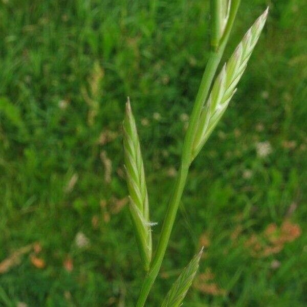 Lolium multiflorum Flower