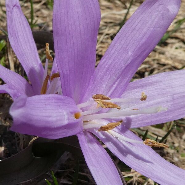 Colchicum montanum Květ