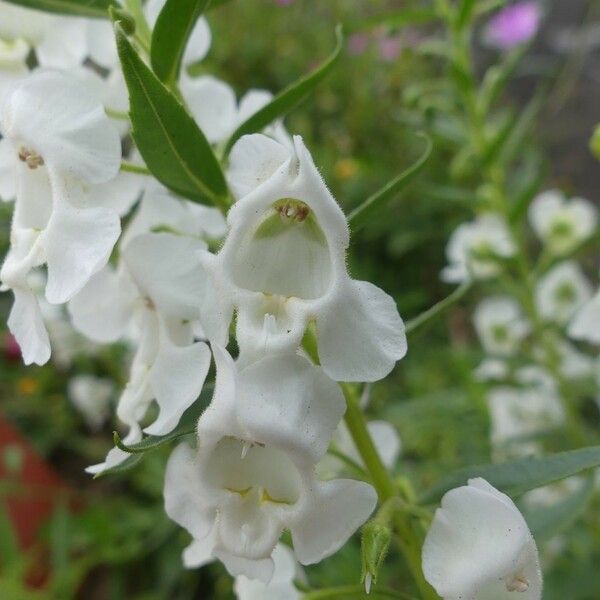 Angelonia biflora Fleur