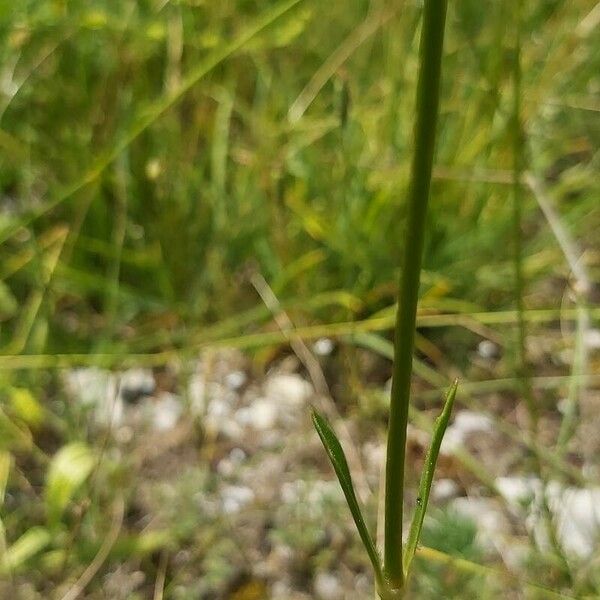 Saponaria bellidifolia Fulla