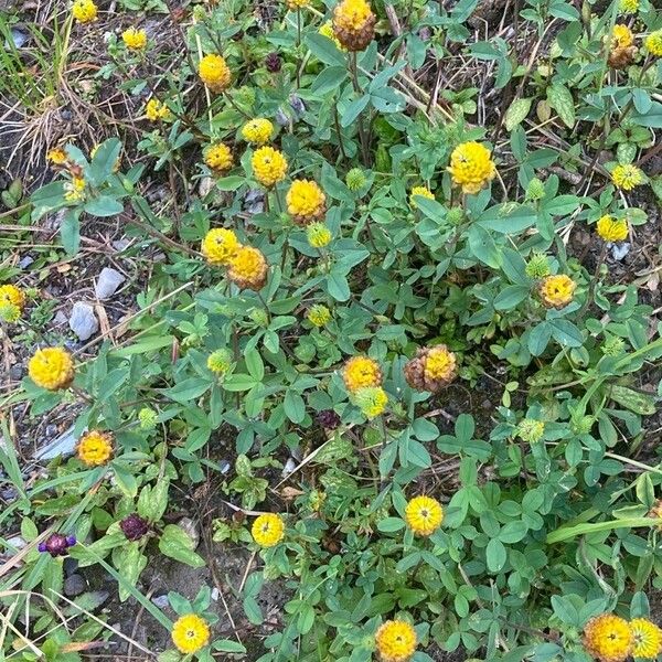 Trifolium badium Hábito