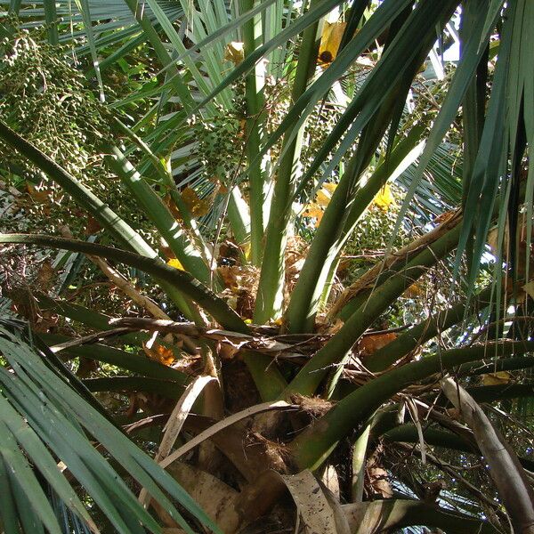 Sabal mexicana Fruit