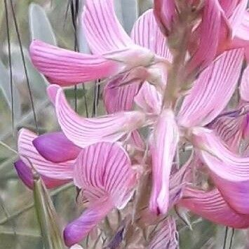 Onobrychis viciifolia Flower