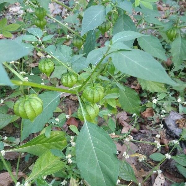 Physalis angulata Ліст