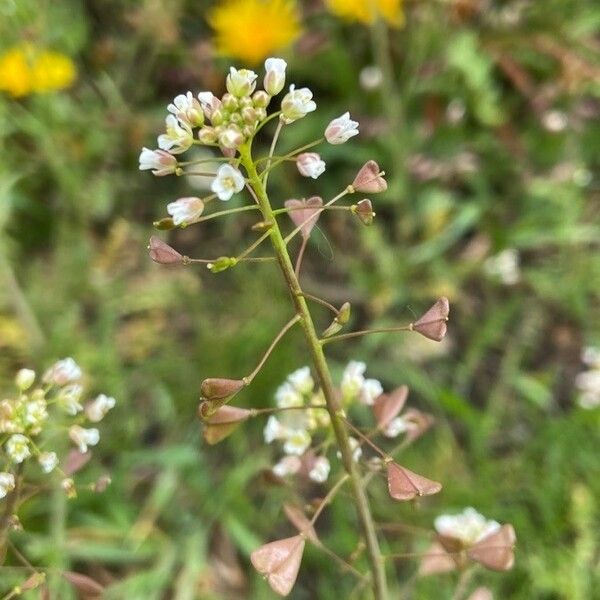 Capsella bursa-pastoris Flower