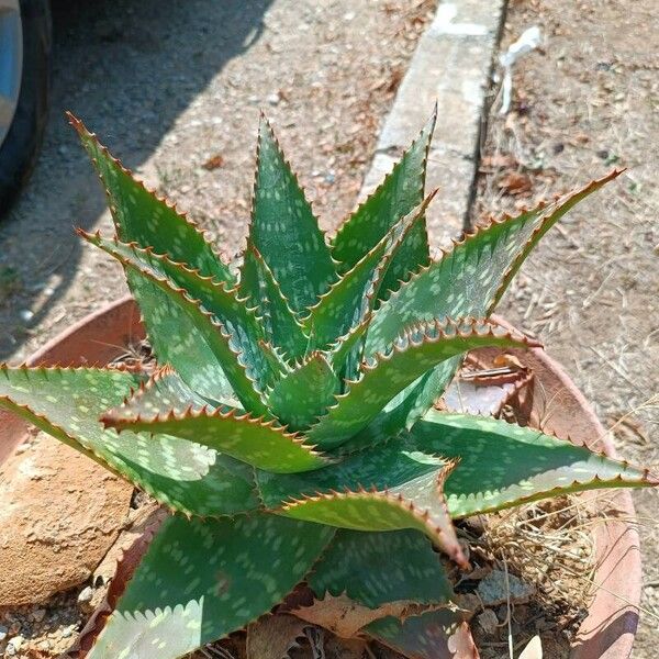 Aloe maculata 树皮