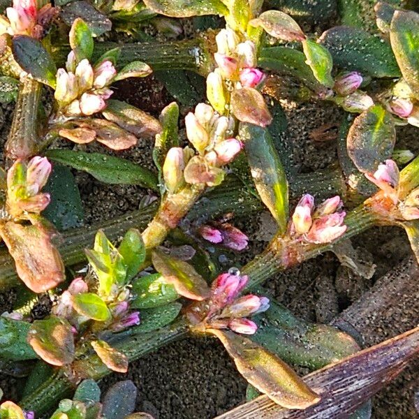 Polygonum plebeium Costuma