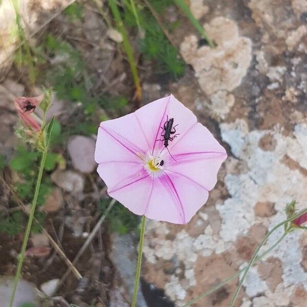 Convolvulus cantabrica Lorea