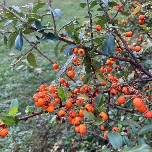 Pyracantha crenulata Fruit