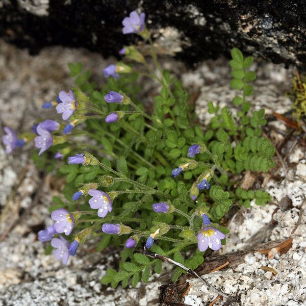 Polemonium pulcherrimum Plante entière