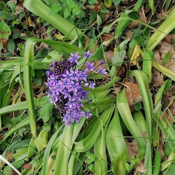 Scilla peruviana Хабит