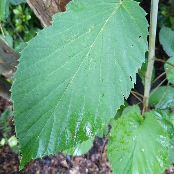 Davidia involucrata Φύλλο