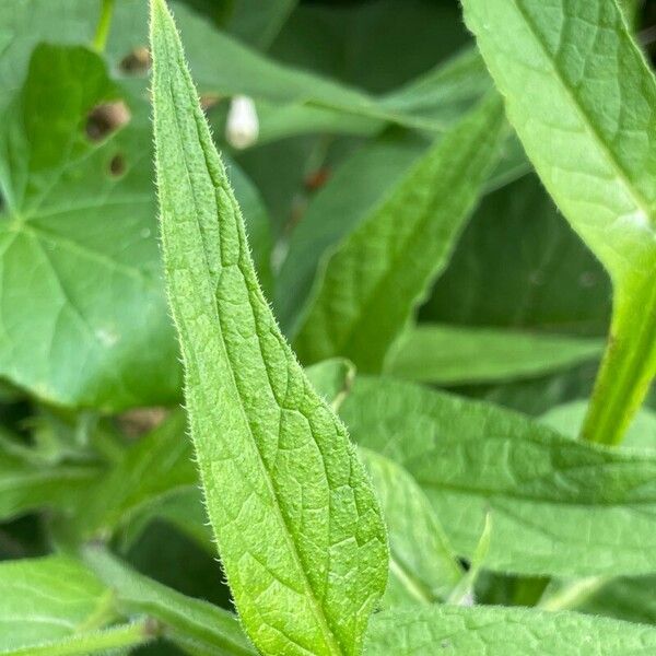 Symphytum officinale Blad