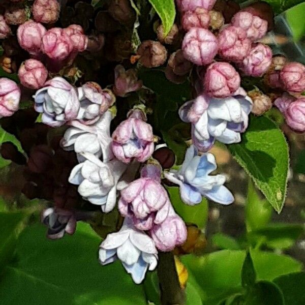 Syringa pubescens Flors