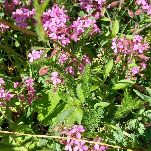 Saponaria ocymoides 花