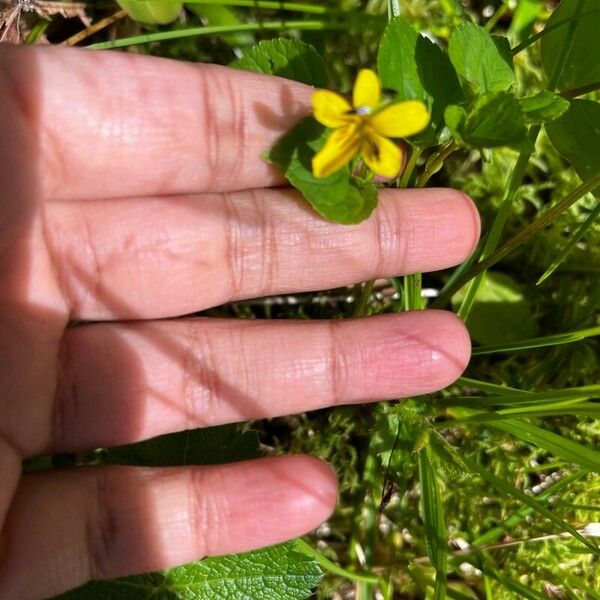 Viola glabella Floare