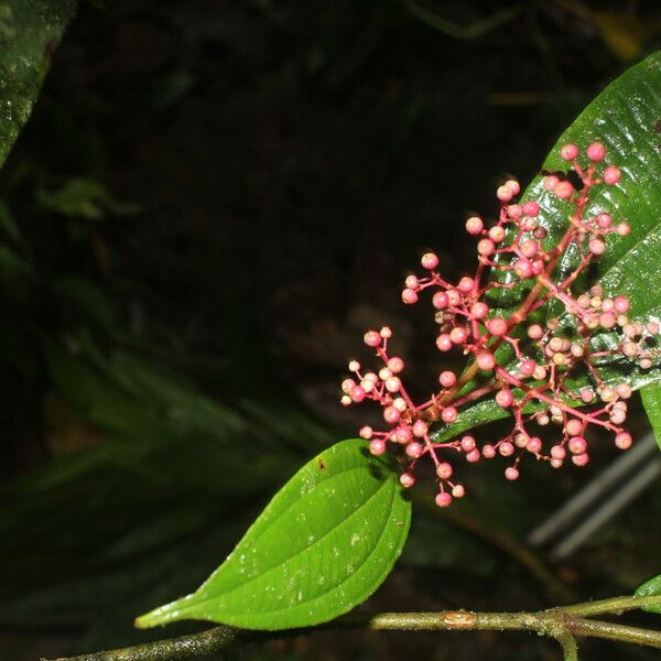 Miconia ligulata Õis