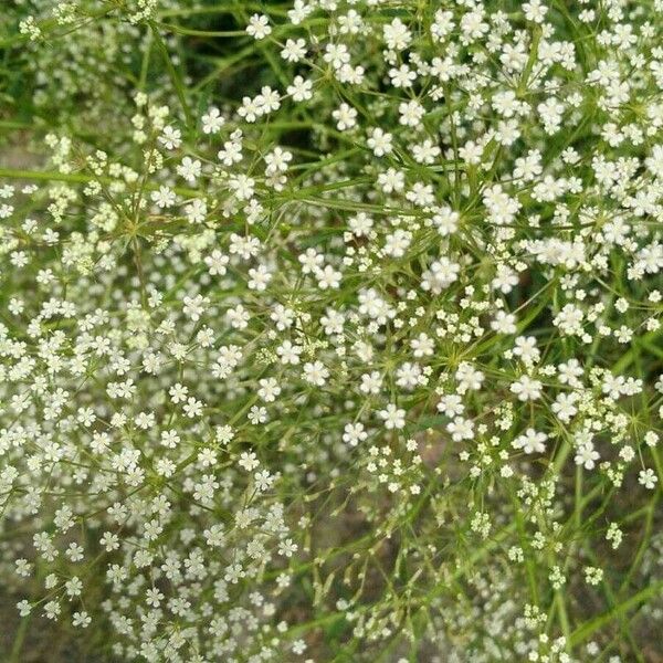 Falcaria vulgaris Fiore