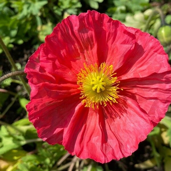 Papaver croceum Çiçek