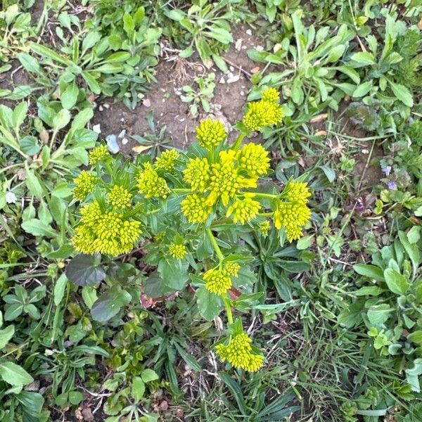 Barbarea vulgaris Flower