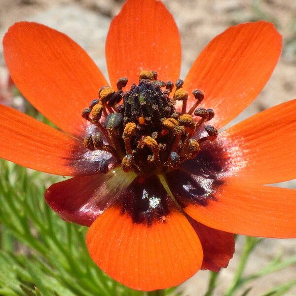 Adonis microcarpa Blodyn