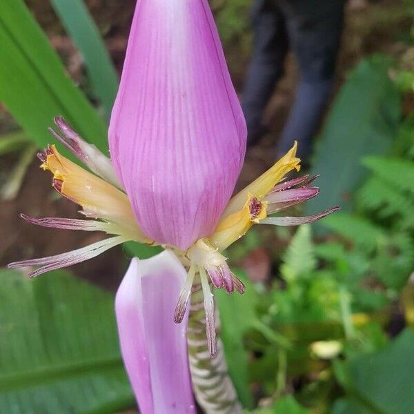 Musa ornata Flower