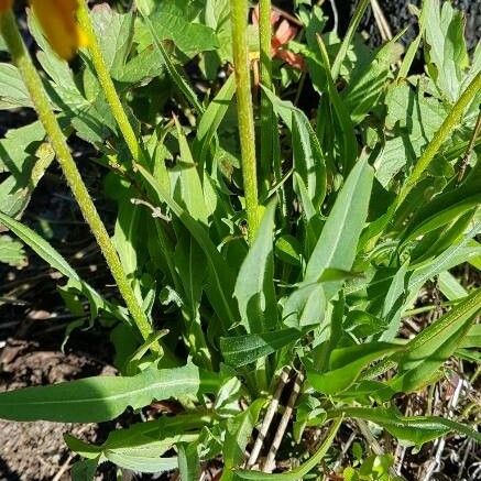 Agoseris aurantiaca Leaf