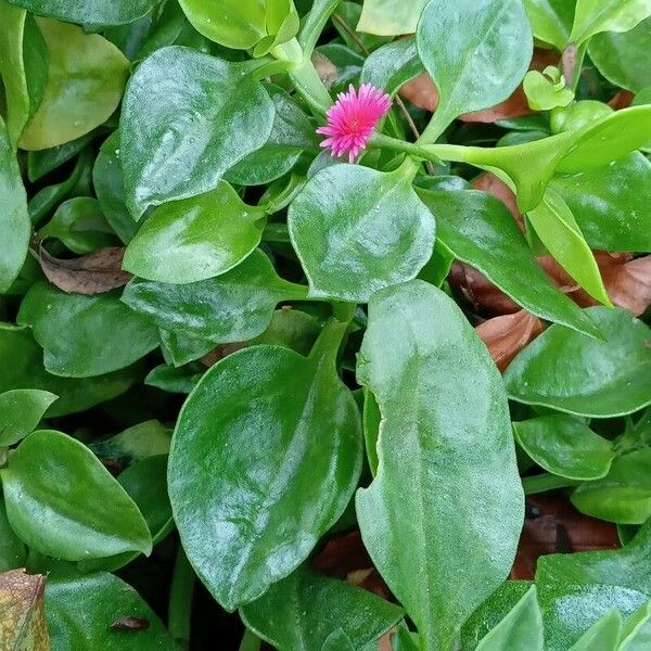 Aptenia cordifolia Habitus