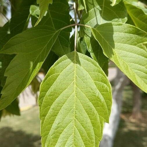 Acer velutinum Folha